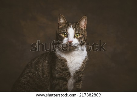 Cute young tabby cat with white chest against dark fabric background. Studio shot.