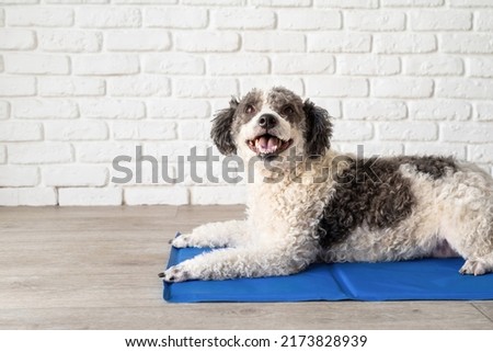 Pet care. Cute mixed breed dog lying on cool mat in hot day looking up, white brick wall background, summer heat Royalty-Free Stock Photo #2173828939