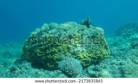 Once beautiful coral reef is overgrown with algae as a result of eutrophication (increase organic matter in the sea water) Brown alga Peacock's Tail (Padina pavonica) covered bottom and corals. Red se