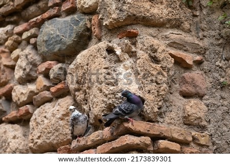 Close up picture of a rock dove or indian pigeon 