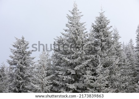 Pine branch covered with snow in winter forest