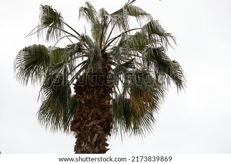 Close up picture of palm tree branches against bright blue sky. Mediterranean climate  