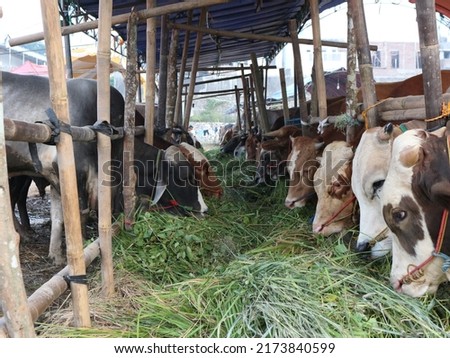 Sapi qurban. a group of cow (sapi qurban) sell for ied al-adha or ied al-qurban or festival of sacrifice. perfect for marketing and articles. Royalty-Free Stock Photo #2173840599