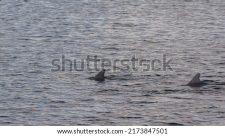 Dolphin fins cruising along the water