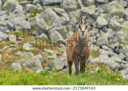 Mountain chamois - rupicapra rupicapra on a blurry mountain background. Summer wildlife picture of wild mountain animal with a blurred background. High Tatra Mountains, Carpathian, Poland