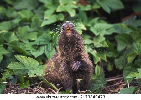 Close-up of rodent nutria or coypu on green leaves background