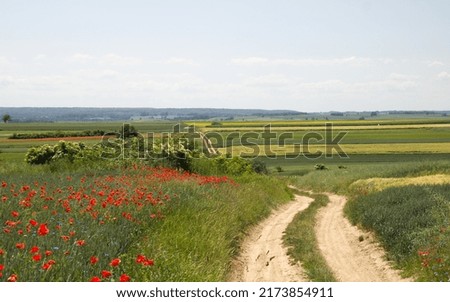Landscape of dirt road and blooming poppies  (papaver) in the field, red poppy and green rolling fields, rural landscape. Countryside road on spring time