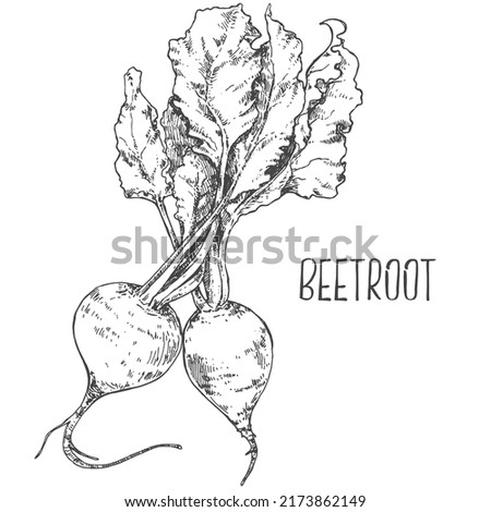 Hand drawn vector fresh beetroot radish illustration. Ink outline label image. Vegetarian vegat fruit design template. Health vegetables for life Royalty-Free Stock Photo #2173862149