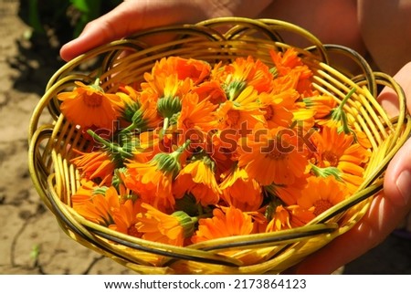 a woman collects medicinal plant calendula for harvesting. marigold flowers bloom in the garden