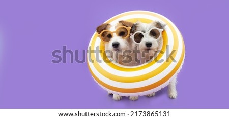 Dog summer. Two jack russell inside a  yellow ring inflatable. Isolated on purple background