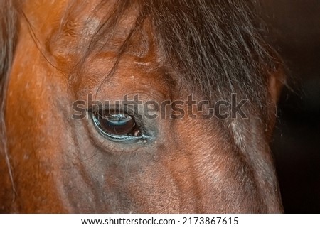 sad horse eyes close up with beautiful black bangs