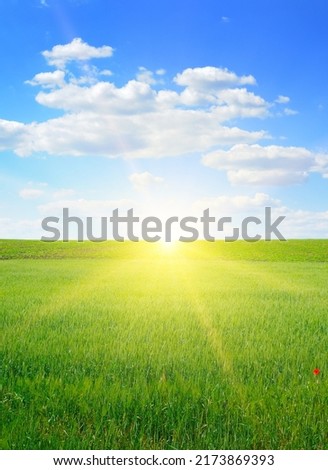  field and blue sky with sun. Rural landscapes. Vertical photo.