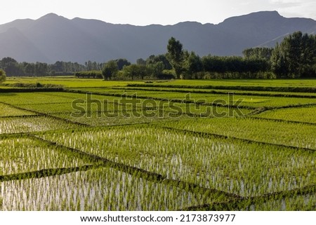 Rice cultivation is a village in Swat valley, Pakistan. Royalty-Free Stock Photo #2173873977