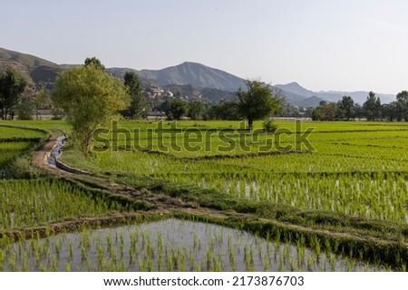 Beautiful rice fields in a village in Pakistan Royalty-Free Stock Photo #2173876703