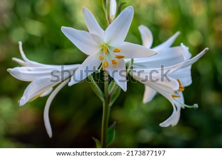 Beautiful photos of garden flowers. White lilies. Close up.