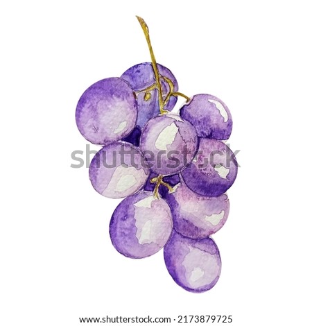 Vector bunch of grapes with berries imitation watercolor. Template for decorating designs and illustrations. Royalty-Free Stock Photo #2173879725