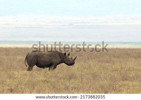 Black Rhinoceros (Diceros bicornis, aka Hook-lipped Rhinoceros) on the Savannah. Ngorongoro Crater, Tanzania
