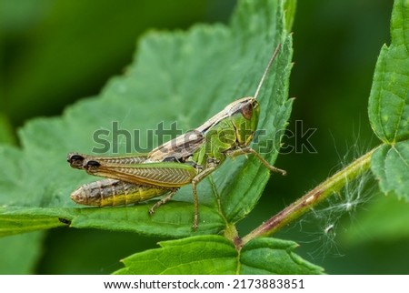 Chorthippus parallelus the meadow grasshopper sitting motionless on a leaf. Side view, closeup. Blurred natural green background, copy space.  Royalty-Free Stock Photo #2173883851