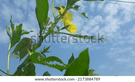beautiful yellow flower background photo