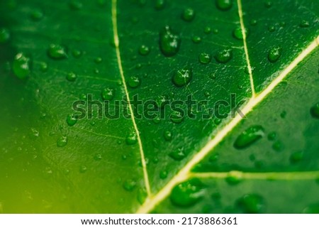 Many beautiful transparent rain dew water drops on fresh leaf. Abstract macro real photo cute wallpaper. Nature lines art. Extremely close vein texture cell structure. Bright green yellow background