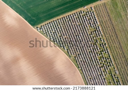 aerial landscape view of fruit trees