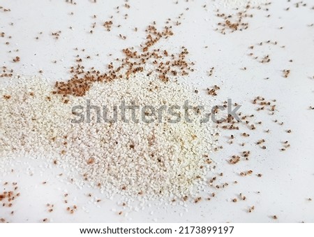 Fire ants eat poison bait. Concept of pest control