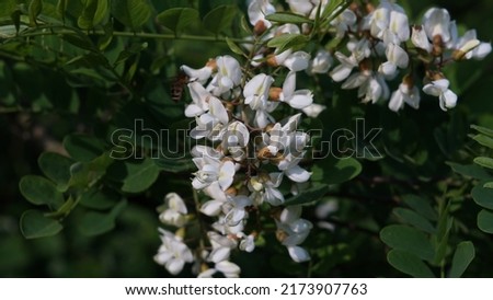 Black locust (Robinia Pseudoacacia), white flowers on tree. Late spring season
