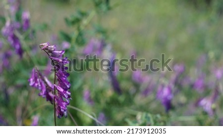 Hairy vetch (Vicia villosa), purple flowers in the country meadow. Late spring season