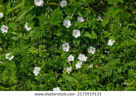 Field bindweed (Convolvulus arvensis),also known as morning glory, European bindweed, or creeping jenny is  broad leaved, perennial plant that is native to Europe and is now found throughout the world Royalty-Free Stock Photo #2173919133