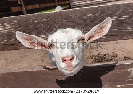 portrait of a young white goat on a farm looking into the camera, close-up. Selective focus
