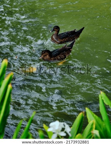 Black ducks swim in the pond