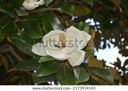 one white magnolia gradiflora shows its pistil on the tree in the garden