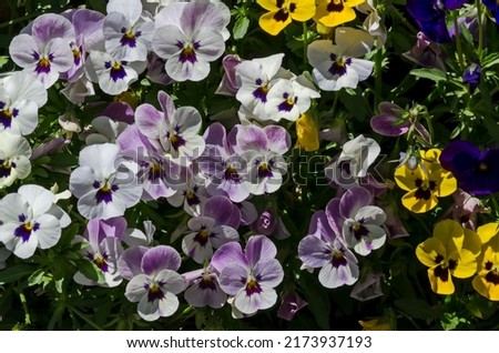 Mixture of purple, yellow, pink and white violets, Altai violet or purple flower, Sofia, Bulgaria    