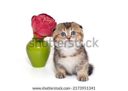 Small Scottish fold kitten and a flower in a green vase, isolated on a white background.