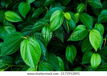 betel plant with green leaves that are blooming in the garden