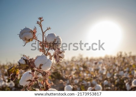 Cotton loves lots of sun and lots of water. One of the oldest agrocultures in the world, which unfortunately quickly destroys the earth. Royalty-Free Stock Photo #2173953817