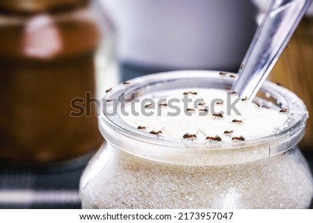red ants eating sugar inside an open jar, poor hygiene, ants indoors, dirt and poor hygiene