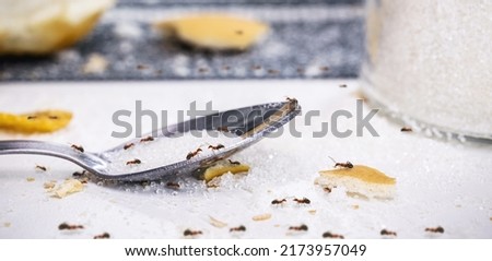 ants on sugar spoon on the table, insect infestation in the kitchen Royalty-Free Stock Photo #2173957049