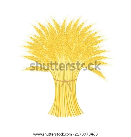 Sheaf of wheat isolated on white background. Agricultural cereal ears bunch. Vector cartoon flat illustration. Royalty-Free Stock Photo #2173973463
