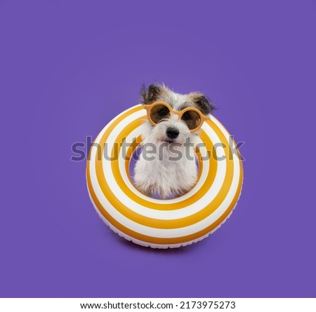 Portrait puppy dog summer. Jack russell inside of an inflatable. Isolated on purple background Royalty-Free Stock Photo #2173975273