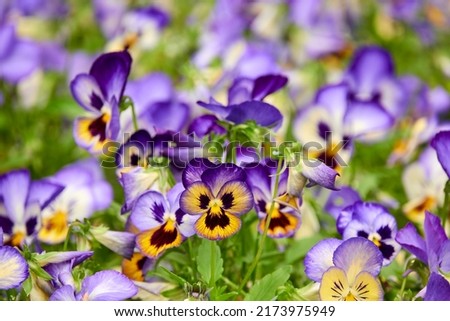 Viola wittrockiana Gams ex Kappert. Garden pansy is type of large-flowered hybrid plant. It is hybridization from Melanium (pansies), particularly Viola tricolor Hortensis, wildflower heartsease. Royalty-Free Stock Photo #2173975949