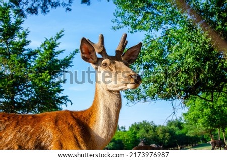 Photo of young deer in the park. wildlife. Deer in nature. Green meadow and forest in the background. Royalty-Free Stock Photo #2173976987