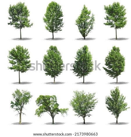 Green trees isolated on white background. Forest and greenery in summer. tree of trees and bushes Royalty-Free Stock Photo #2173980663