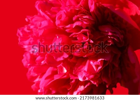 Natural background of bright pink peony petals with selective focus
