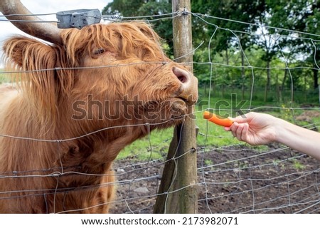 Highland cattle or Highland cow it's a Scottish breed of rustic cattle. It originated in the Scottish Highlands and the Outer Hebrides islands of Scotland and has long horns and a long shaggy coat. Royalty-Free Stock Photo #2173982071