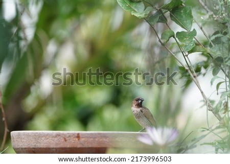 A Scaly-breasted munia or spotted munia perched on bird bath, selection focus, green blurred background.