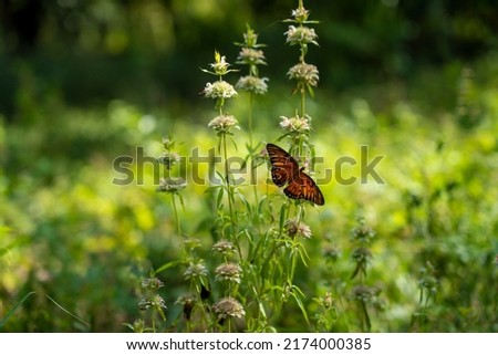 A selective of a monarch butterfly (Danaus Plexippus) on a flower in a field Royalty-Free Stock Photo #2174000385