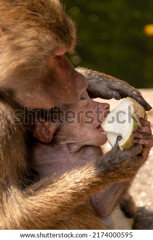 A vertical shot of a Hamadryas Baboon with its baby