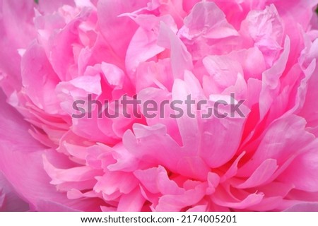 Flower of a beautiful pink peony close-up.