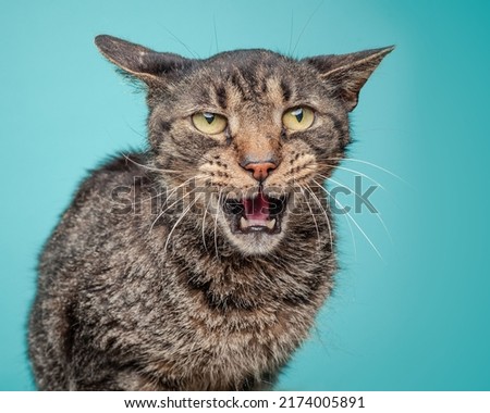 Humorous photo of a senior cat meowing